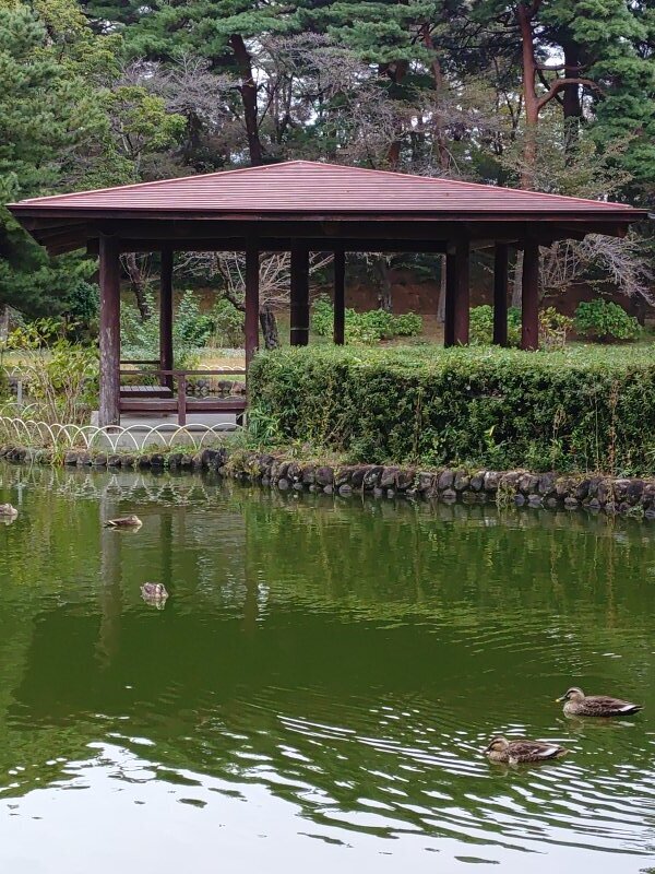 池の休憩所とその前を泳ぐカモ（10月22日）