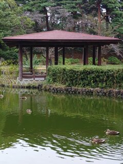 池の休憩所とその前を泳ぐカモ（10月22日）