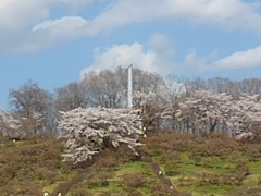 桜が目立つ長峰公園の丘（4月12日）