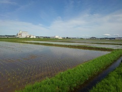 青空が似合う水田（5月11日）