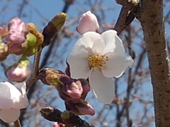 道沿いの桜の花（4月5日）