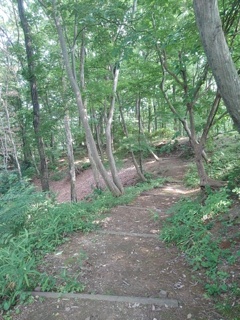長峰公園の丘の森（7月5日）