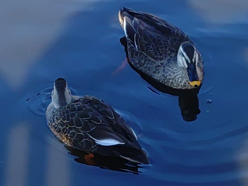 長峰公園のカモ（12月6日）