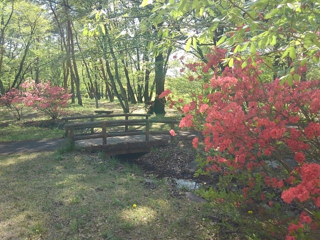 那須野が原公園のツツジと小川と橋（4月30日）