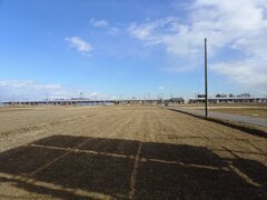 新幹線が通る水田（1月23日）
