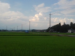 水田と入道雲（7月23日）