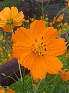 コスモスの花と柵（9月19日）