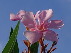 キョウチクトウ（8月17日）