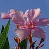 キョウチクトウ（8月17日）