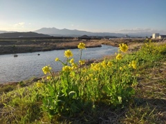 山と菜の花と川（4月1日）