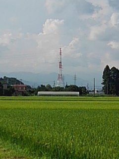 水田の奥の鉄塔（8月17日）