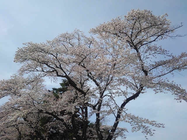 烏ヶ森公園のソメイヨシノ（4月13日）