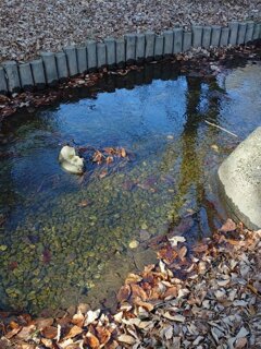 那須野が原公園の小川と落ち葉（2月21日）