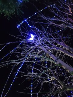 流れ星と蝶のイルミ（12月5日）