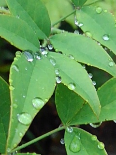 綺麗な雫（5月28日）