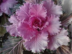 休憩所の鉢植えの紫のハボタン（1月30日）