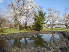 池の映り込みの満開の桜（4月12日）