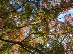 長峰公園のモミジの天井（11月9日）