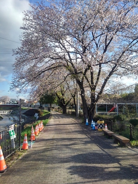 石畳の道と桜（4月16日）