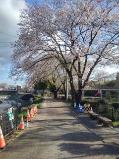 石畳の道と桜（4月16日）