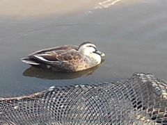 長峰公園の池のカモ（3月23日）