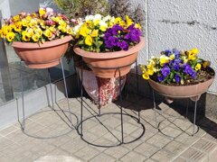 足利銀行のプランター（1月5日）