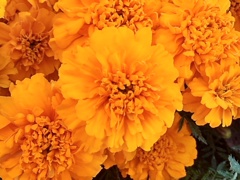 川崎城跡の花壇の橙マリーゴールド（11月8日）