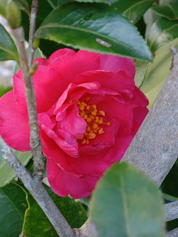 隙間のサザンカ（12月27日）