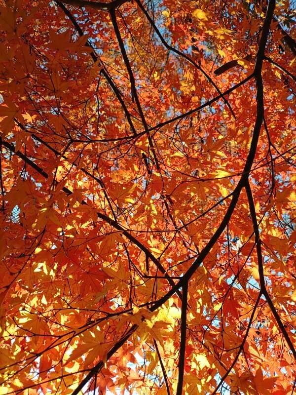 赤モミジ天井（11月20日）