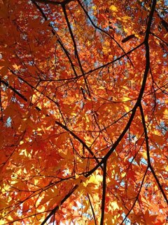 赤モミジ天井（11月20日）