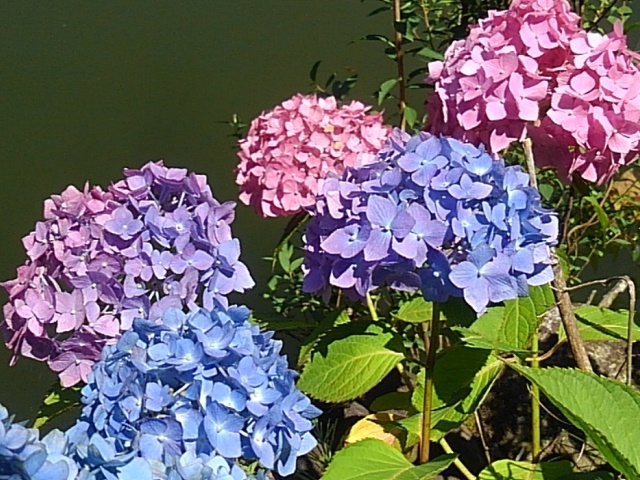 烏ヶ森公園の池のハイブリッドアジサイ（6月15日）