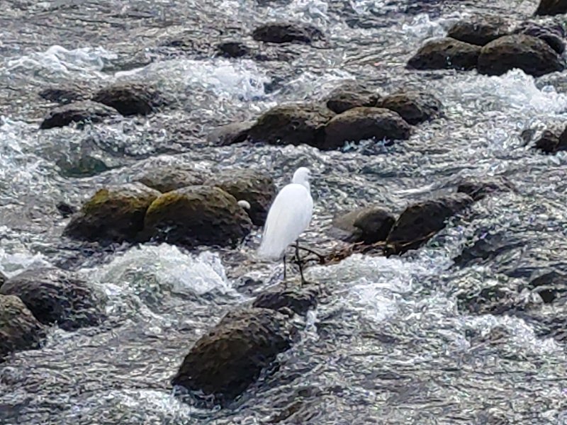堰にいる鷺（1月23日）