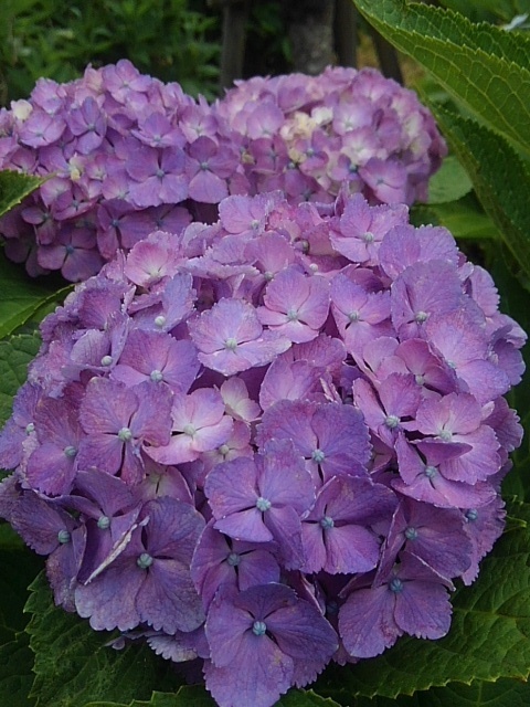 長峰公園の赤紫のアジサイの花（7月5日）