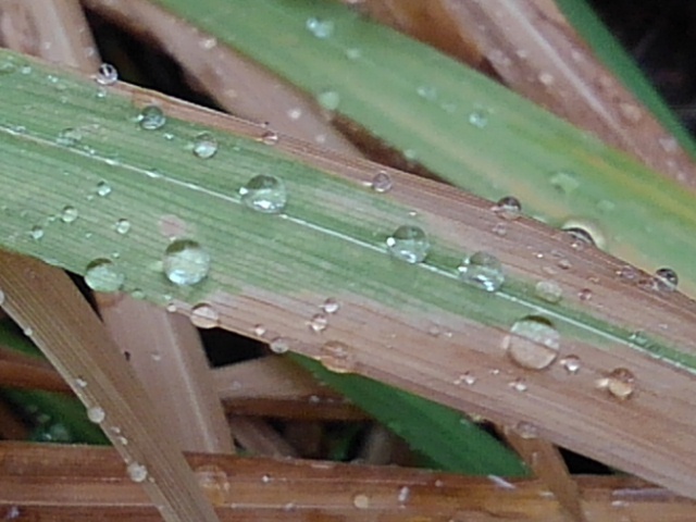枯草の雫（4月1日）