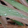 枯草の雫（4月1日）