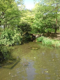 那須野が原公園の森の池（4月30日）