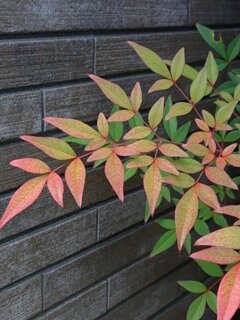 南天の葉（11月27日）