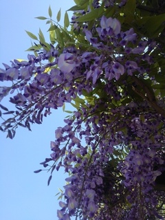 青空とフジの花（4月28日）