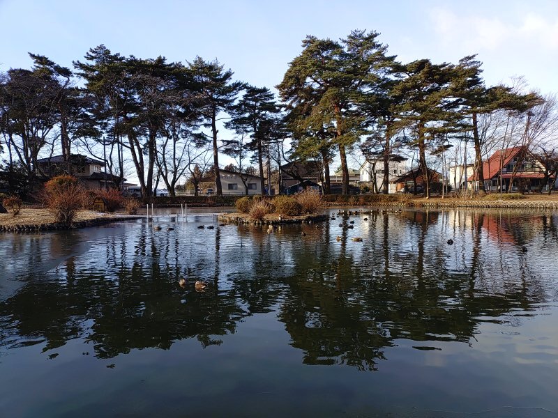 木々が逆さに映る水面（1月30日）