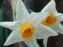 Wスイセン（2月7日）