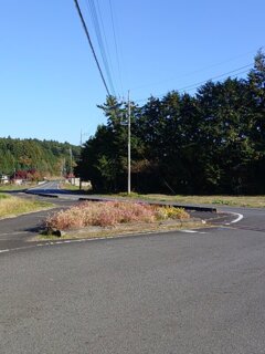 花壇のある道路（11月17日）