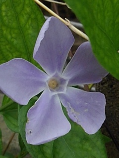 薄いツルニチニチソウの花（5月6日）