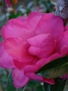 赤いサザンカ（12月11日）