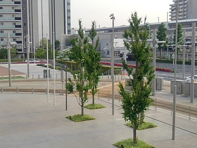 都会の緑（5月24日）