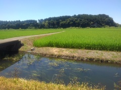 用水路と橋（7月30日）