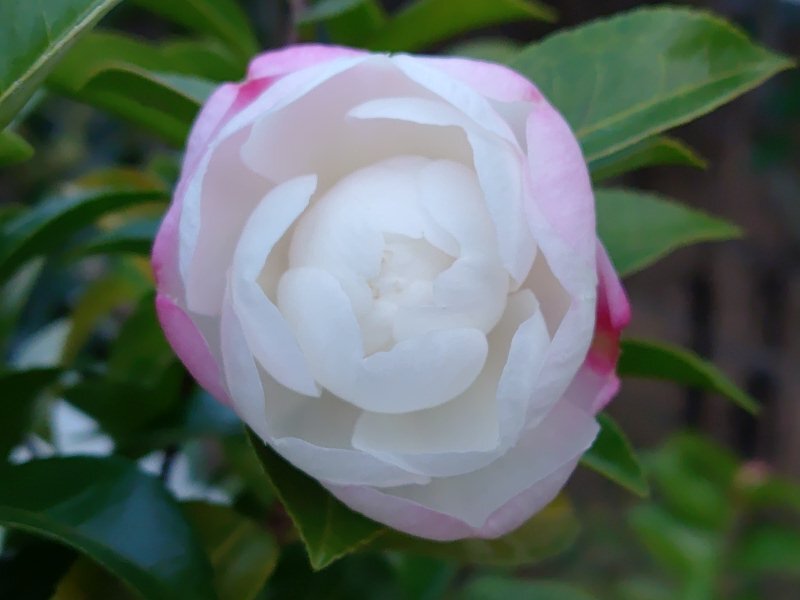 白サザンカ（11月19日）