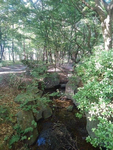 豊かな森の小川（10月14日）