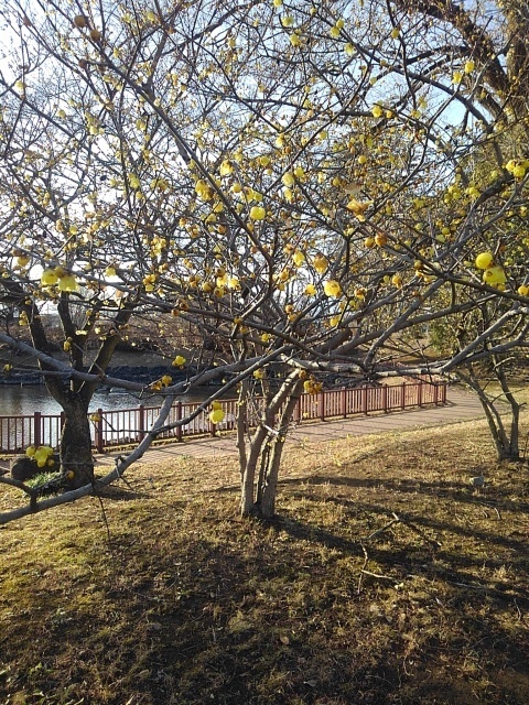 長峰公園のロウバイの木（2月15日）