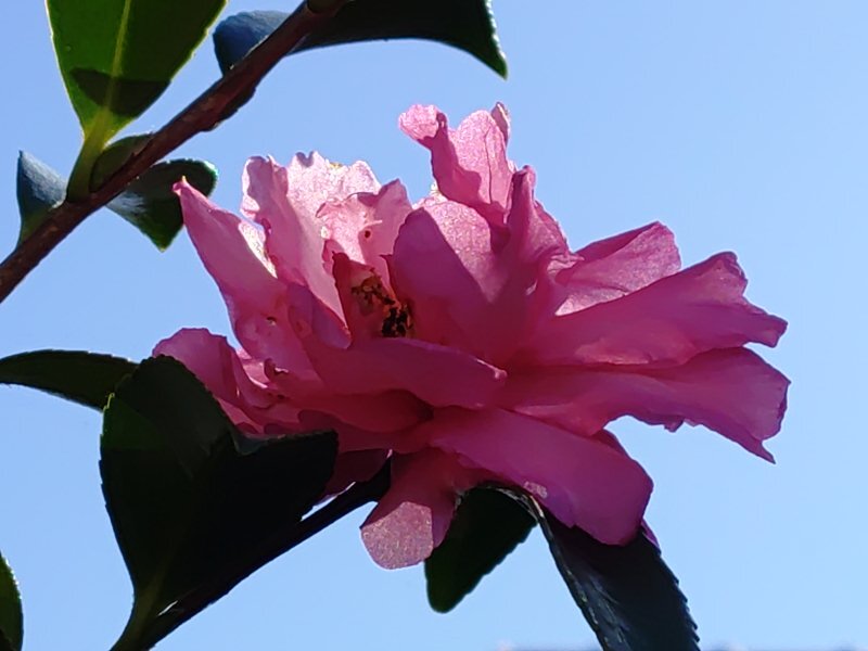 庭のサザンカ（10月23日）