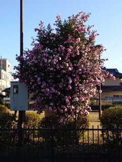 小さな公園のサザンカの低木（11月30日）